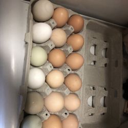 Organic Chicken Eggs 