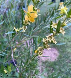 Sinicuichi - Sun Opener Plant - Malinali - Huachinal - oja de la vida - planta - Azteca Aztec