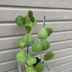 6” hoya kerrii 