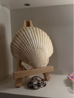 Shell decoration