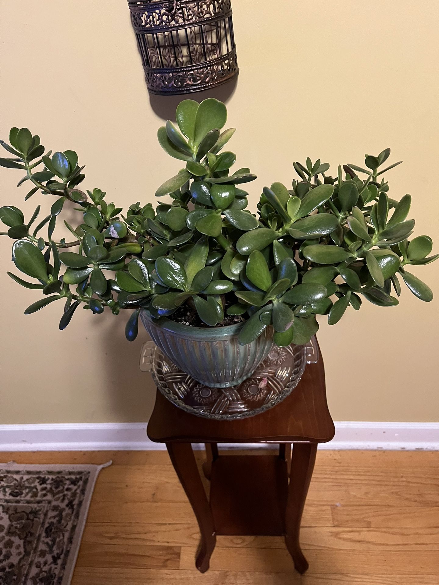 🐲Jade Plant🐲