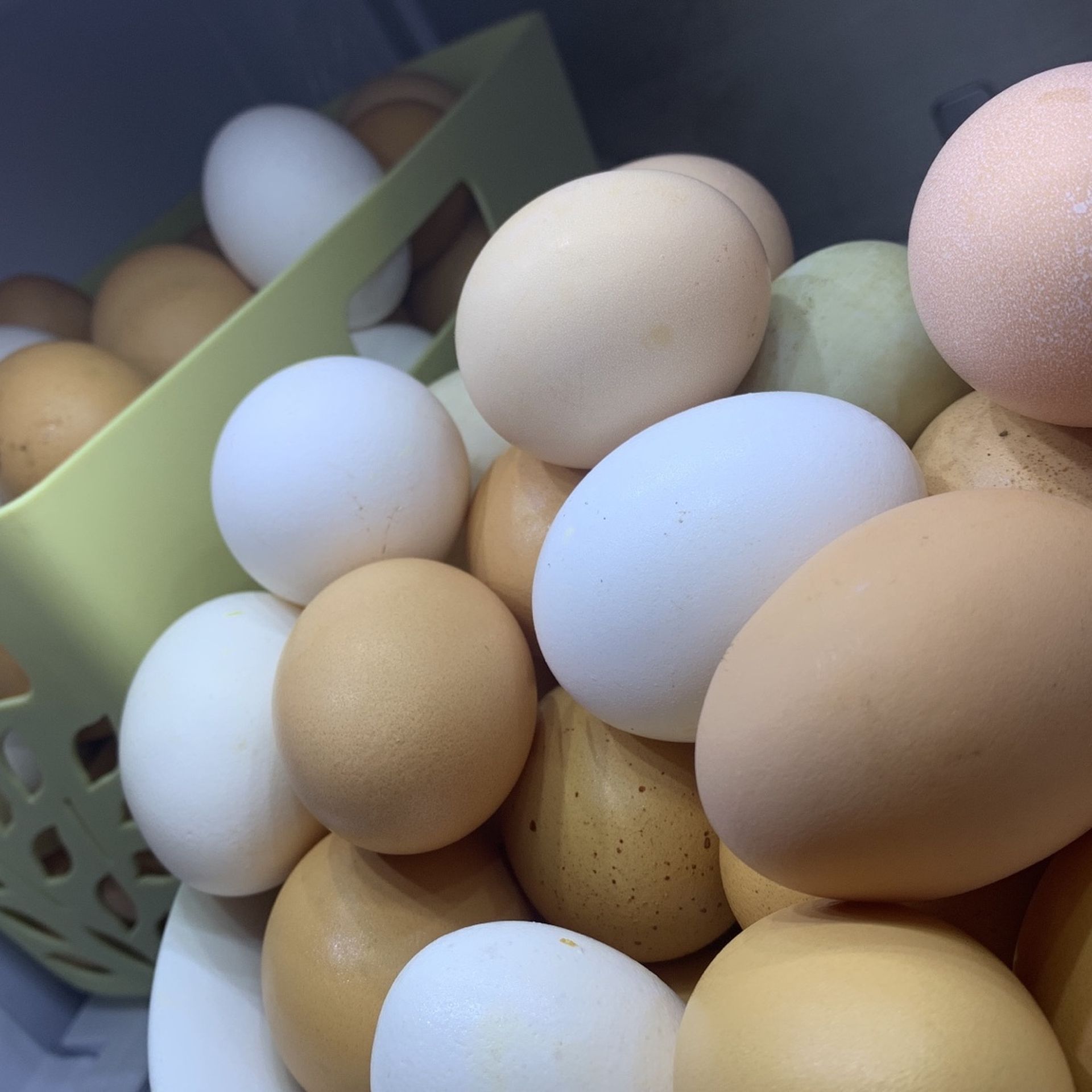 selling organic chicken and duck eggs