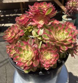 Aeonium Lycee Import