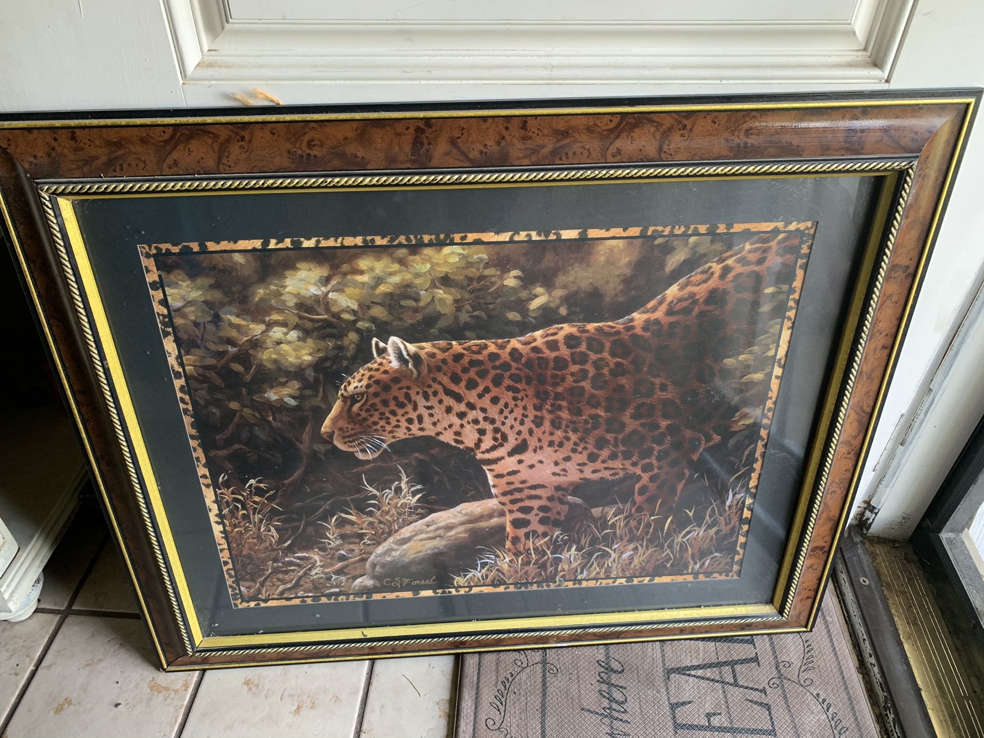Cheetah Picture