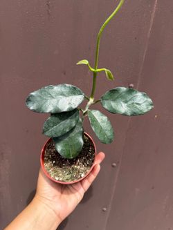 4” hoya globulosa