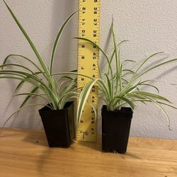 Spider Plant. Sammamish, Beaver Lake 