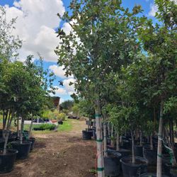 Maple Tree 30gallon 12ft Tall