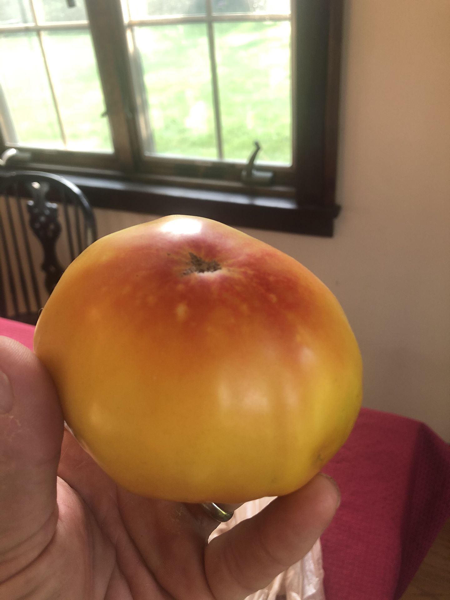 German Heirloom Tomatoes 