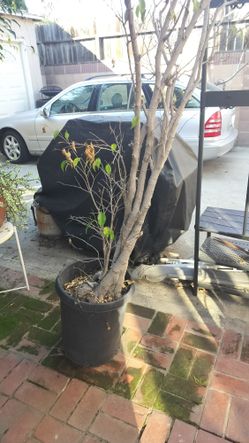 Small Ficus Tree