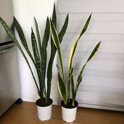 Lucky plant - sansevieria - snake plant - height 3.5ft - with white pot