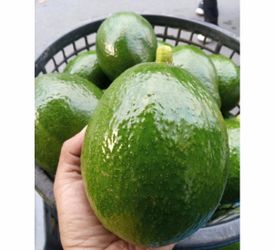 🥑 Go Green, Eat Healthy — Big Avocados for Just $2!