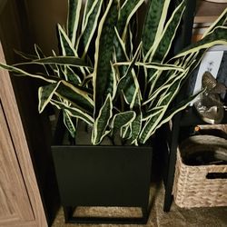 Snake Plant