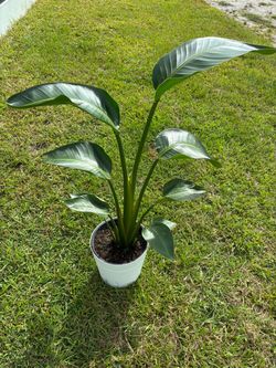 Bird of paradise