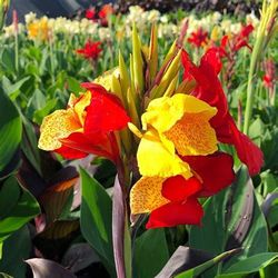 Cleopatra Plant Canna