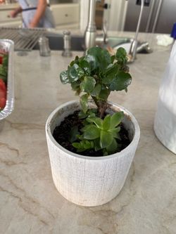 2 Live Plants in Decorative Planter