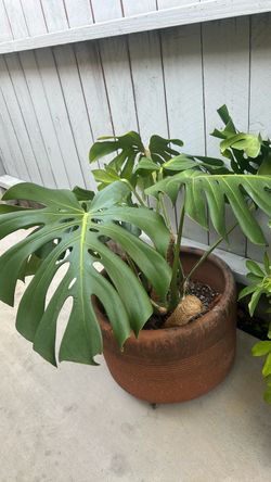 Monstera