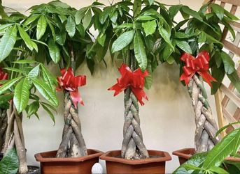 7 Leaves Tall Money Tree Cay Tien 7 La for Sale in Garden Grove, CA -  OfferUp