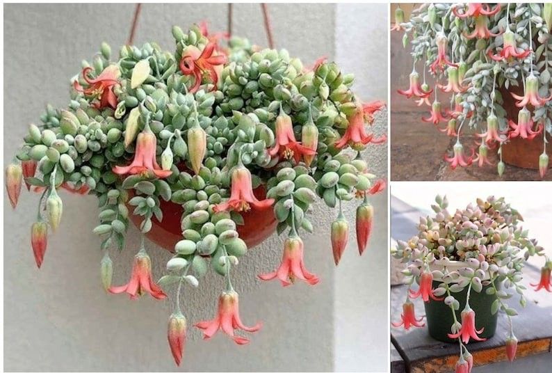 Cotyledon Pendens Hanging Plant