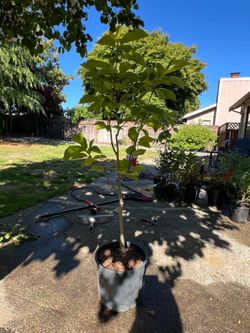 *Rare Find* Elizabeth Magnolia Tree - Yellow