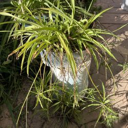 Beautiful Green Plants Indoor/outdoor