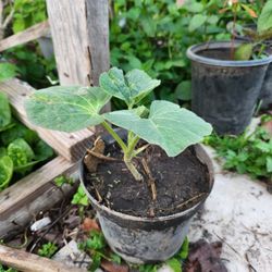 Bottle Gourd Plant♥️