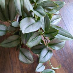 scindapsus treubii moonlight Clipping 