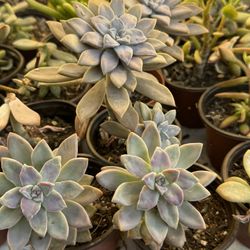 Succulents Plants 4”pot