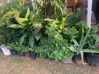 Focused On Our Great Plants