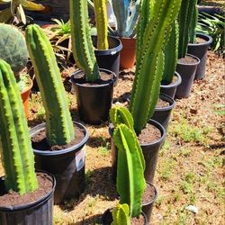 Memorial Day Plant Sale!!