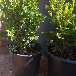 Boxwood Plants 