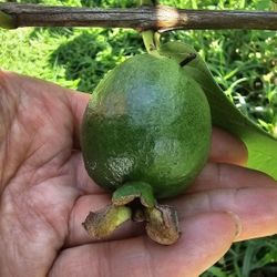 Pink guava  tree in 3 gal pot