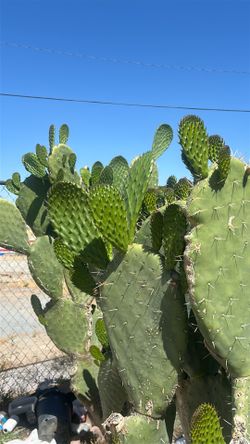 Cactus