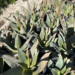 Succulent plants