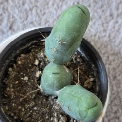 Penis Cactus Plant