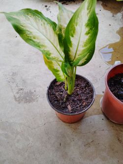 planta $9