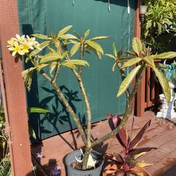 4ft Tall yellow Plumeria 