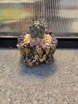Copiapoa dealbata in handmade pot