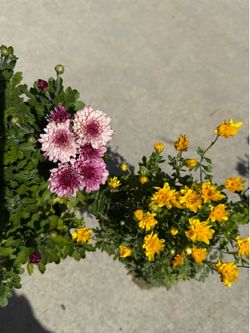 Chrysanthemums pink / yellow 🌼 , blooming