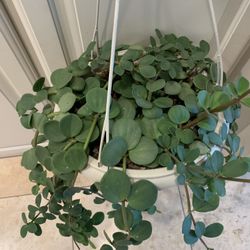 Peperomia Hope Plant 