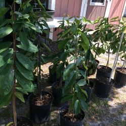 Soursop _ Barbados Cherry _ Acerolas _ Mango