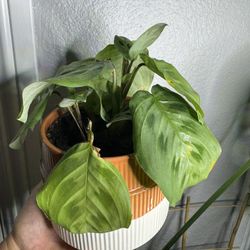 Prayer Plant 