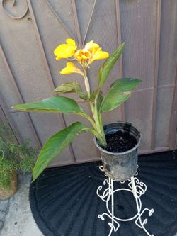 planta de clabel chaparrito