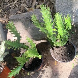 Euphoria Mint Creme Cactus Plants!! $15 Each!! 