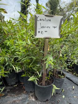 Carolina Jasmine