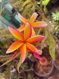 Plumerias en Maseta de 12 gallon Su precio es por cada uno es $45