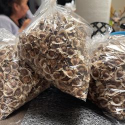 Moringa