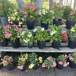 Euphorbia Milli Special Sale