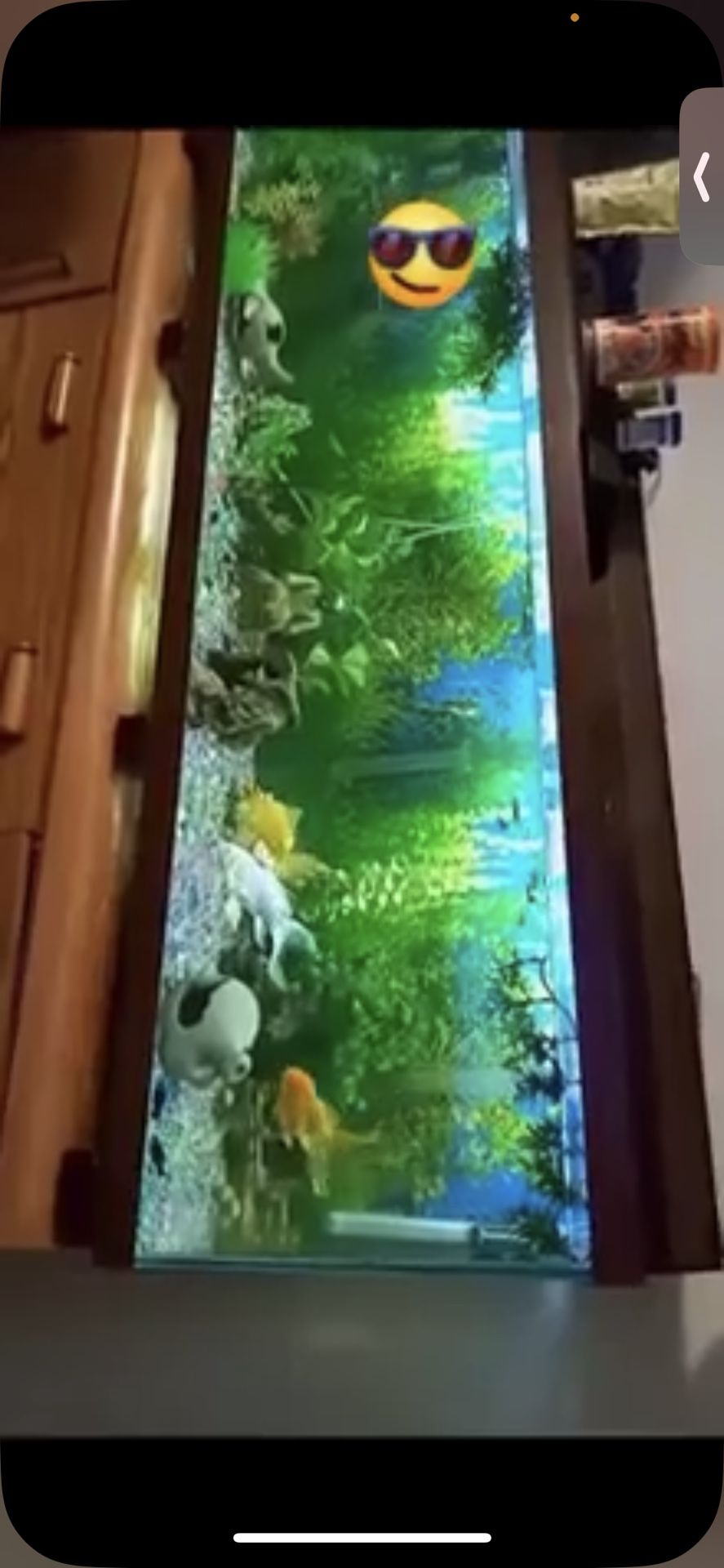 Fish Aquarium 