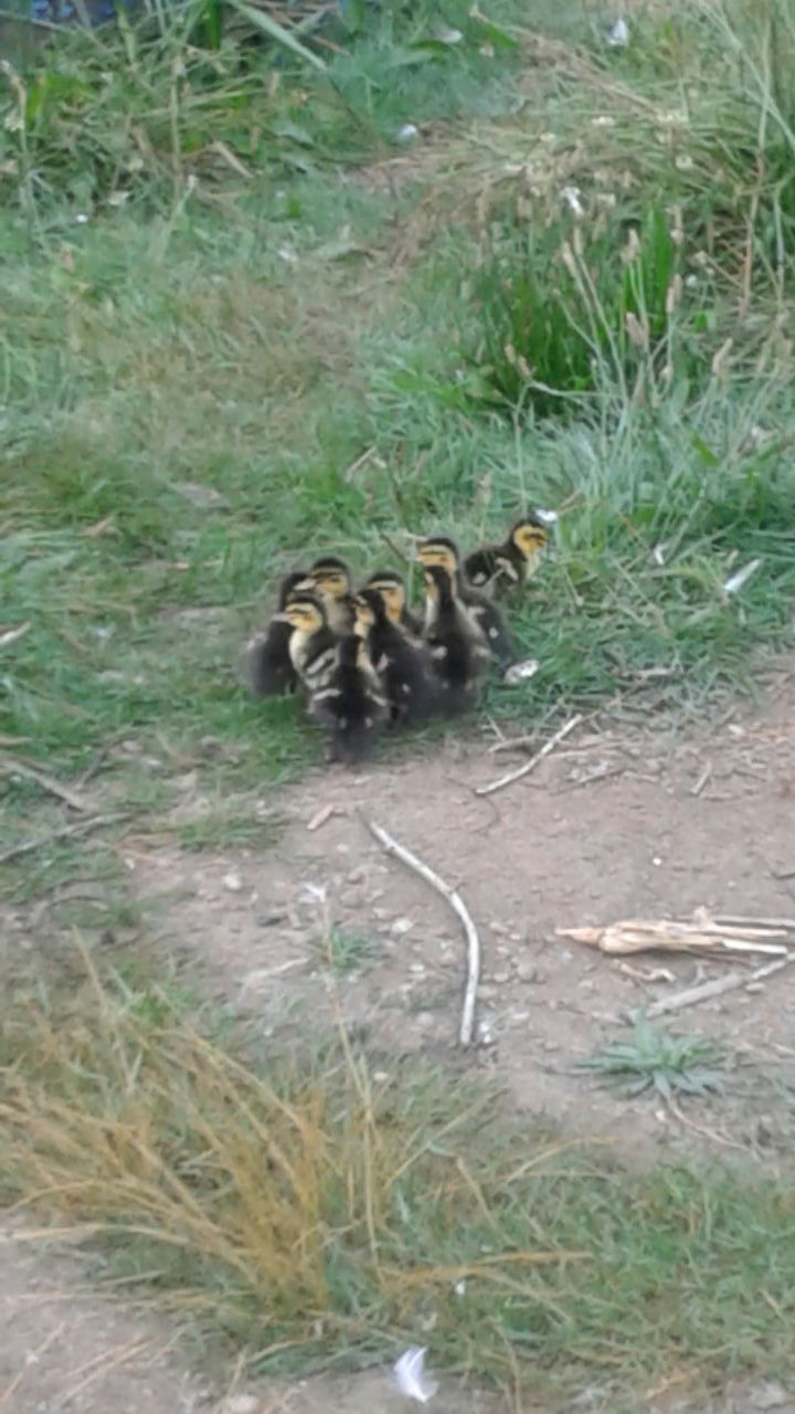 Baby Ducks