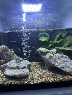 3.5 Gallon Fish tank